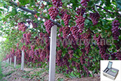 吐鲁番某葡萄种植基地使用托普仪器，实现节本增产
