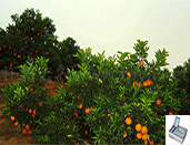 赣南某脐橙种植基地积极选择了托普云农产品