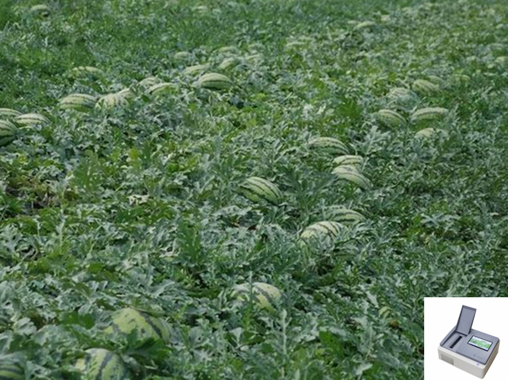 江苏某大型西瓜种植基地引进土壤养分速测仪开展测土配方施肥