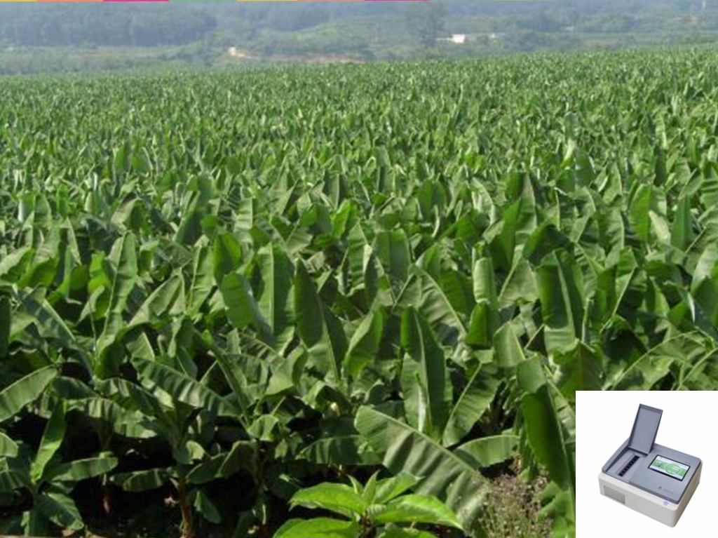 南宁市某香蕉种植基地引进土壤养分速测仪改良土壤品质