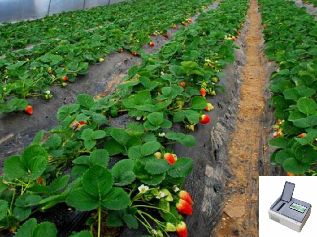 江甦句容(rong)某草莓種植基地引進土壤(rang)分析儀開展(zhan)測土配(pei)方施肥