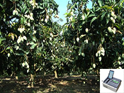 广西田东某大型芒果种植基地选择托普仪器指导施肥